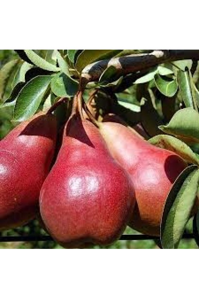 Плоди груші ‘Кармен’ крупним планом